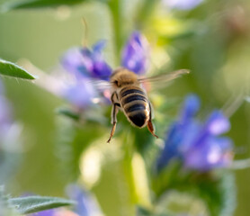 A bee collects honey on blue flowers