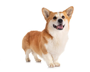 Pembroke Welsh Corgi