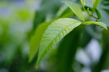 Fototapeta premium close up the leaves on the treetop