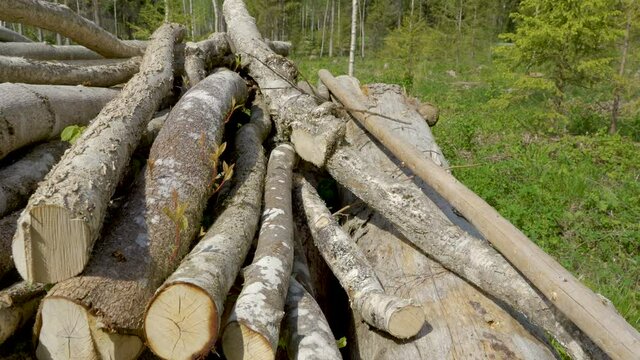 The cut log of the bird cherry tree in the ground