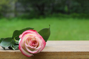 A white rose lies on a bench against the backdrop of a green garden.