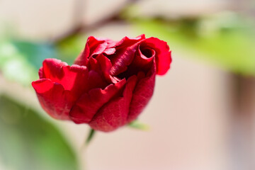 Closeup view of a red flower