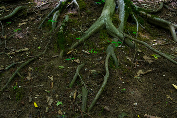 roots and tree trunks in the forest that we celebrate in our vacation