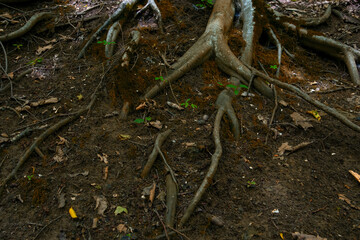 roots and tree trunks in the forest that we celebrate in our vacation