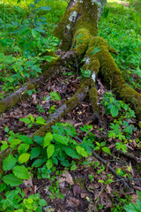 roots and tree trunks in the forest that we celebrate in our vacation