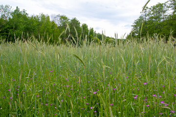 colorful flowers in the grass on the green plain on a beautiful summer day