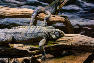 photo of an iguana lying on a tree