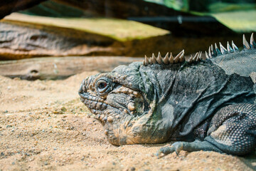 photo of grey iguana in close-up.