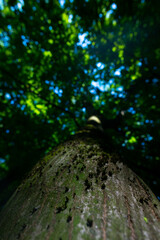 roots and tree trunks in the forest that we celebrate in our vacation