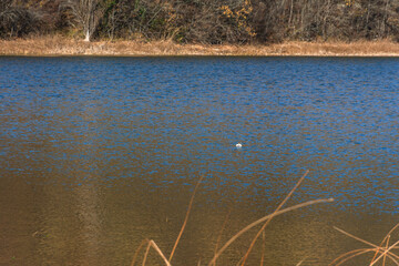 Autumn pond with a floating duck. Colorful autumn landscape with a lake. Autumn background in brown and red shades. One duck in the distance on the water. Natural background with water ripples.