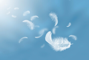 Feather abstract freedom concept. Group of light fluffy a white feathers floating in a blue sky.
