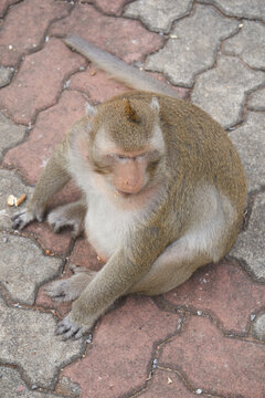 The Fat Monkey Sits On The Ground.