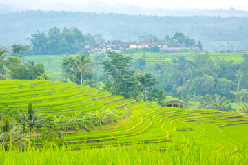 Terraces of Rice Fields in Indonesia and the Village After the Rain