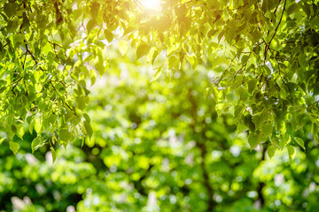 Green nature background with birch leaves
