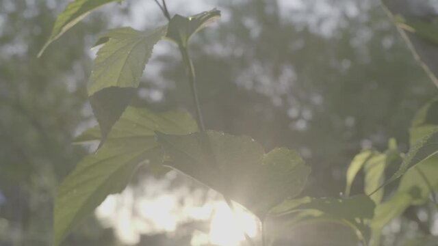 Nature background. Sun flare. Green Leaf. Sunlight. Beams of light. Environment backdrop. Slow motion. SLOG-2