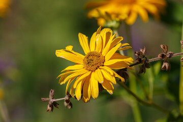 Blooming flower in the garden