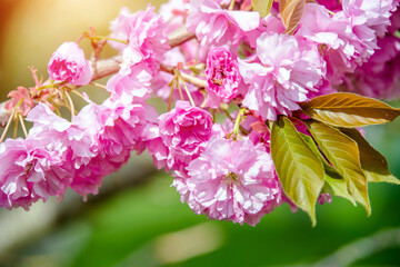 Japanese cherry blossoms on a green natural background
