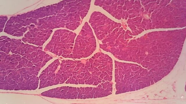 Microscope Dog Pancreas Section x800 Focusing