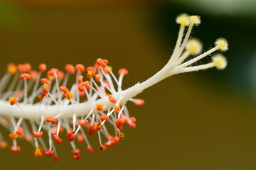 Closeup view of a flower stem