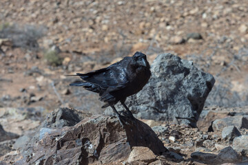 Canary Raven (Corvus corax tingitanus). Canary Islands. Fuerteventura. Spain.