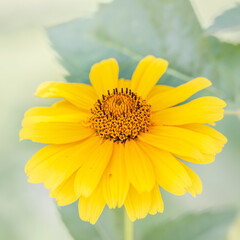 Blooming flower in the garden