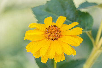 Blooming flower in the garden