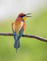 colorful bee eater bird