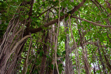 Beautiful view under the banyan trees with down roots
