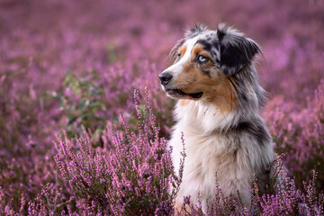 Blue merle Australian Shepherd staying inside germany heathland making happy face