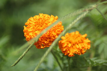 orange flower on a green background