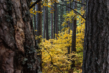Deciduous and coniferous trees in autumn. Abstract autumn leafy background. Yellow leaves among tall trees. October. Golden autumn in the forest. Texture of trees and leaves in close-up.