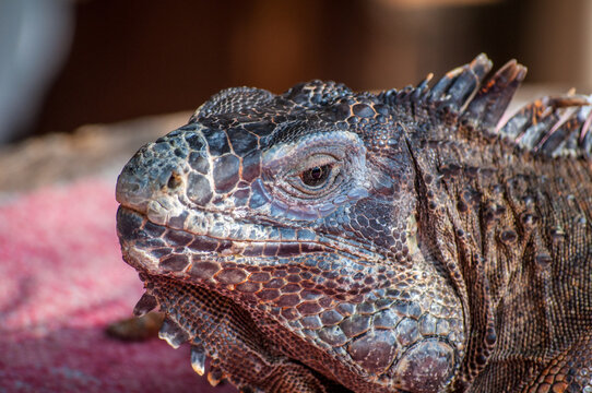 98 Best グリーンイグアナ Images Stock Photos Vectors Adobe Stock