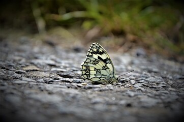 Schmetterling auf Asphalt