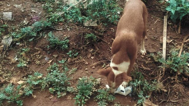 Thirsty Brown White Street Dog Drinks Milk From A Packet 4K