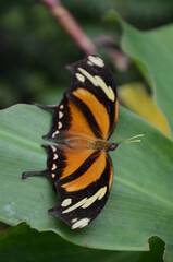 Schmetterling Orange-Schwarz-Weiss