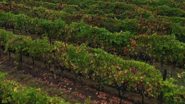 Vista a&eacute;rea a detalle sobre un con una tipo Syrah o Shiraz, el drone volando al frente con las lineas de plantaci&oacute;n anguladas