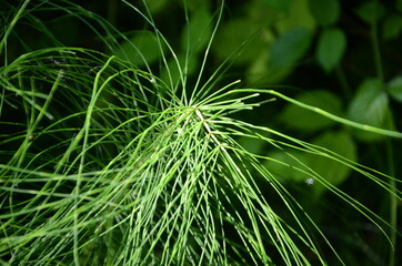 Katzenschwanz (Pflanze)