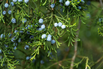 Blue juniper berries close-up. Blurred soft background with berries. Shrub juniper in a selective focus. Autumn natural background.