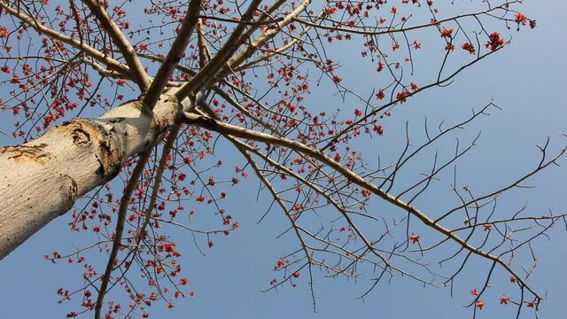 Bombax ceiba tree
