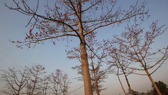 Bombax ceiba tree
