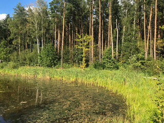forest in the morning