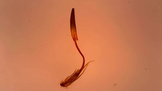 Microscope Polytrichum Whole Mount x500