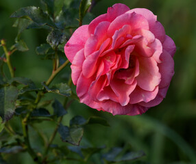 Obraz premium pink rose flower
