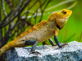 iguana on a tree