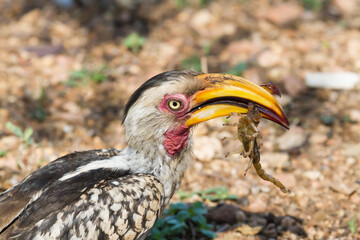 Southern yellow-billed hornbill closeup (Tockus leucomelas) eating a scorpion in Kruger National Park, South Africa with bokeh background