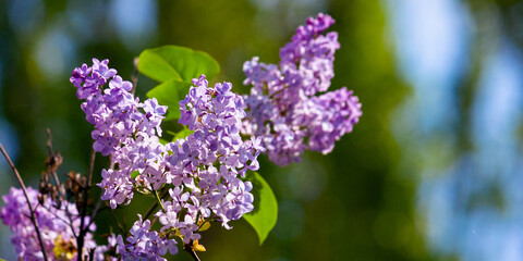 lilac blossom. beautiful scenery in the garden. sunny nature background in springtime