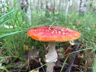 forest mushroom under a blade of grass in the early morning.
