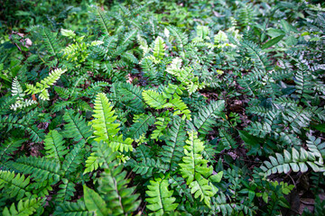 fern leaves in the forest