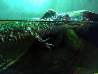 Adolescent Crocodile half-underwater in Aquarium Display