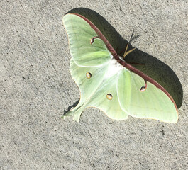 Overhead view of female lunar moth on concrete. False eyes and beautiful wings are most prominent. 